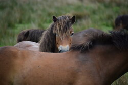 Exmoor National Park